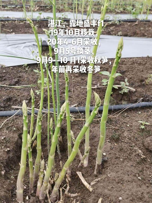 去年10月種植，現(xiàn)在開(kāi)始第二次采收
