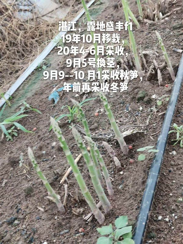 去年10月種植，現(xiàn)在開(kāi)始第二次采收