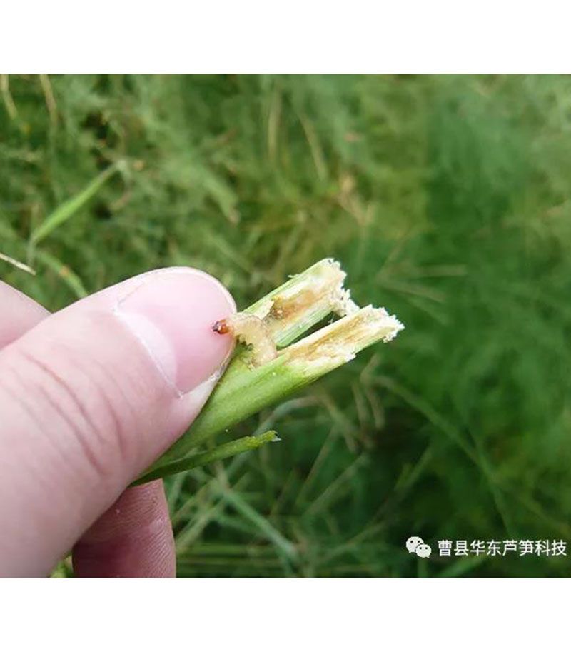 2020跟我學(xué)種蘆筍-17：3~5~7月蘆筍布袋蟲(chóng)的防治