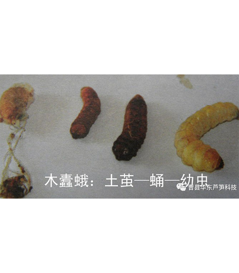 2020跟我學(xué)種蘆筍-17：3~5~7月蘆筍布袋蟲(chóng)的防治