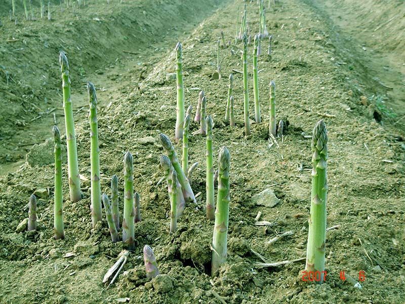 蘆筍種子的種植方法和時(shí)間？