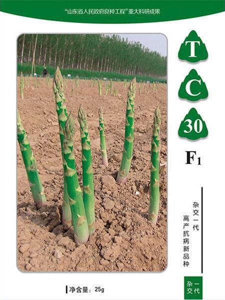 蘆筍種子如何種植？